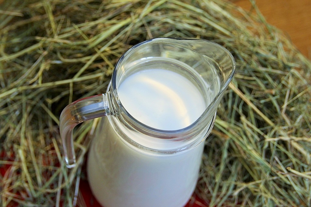 mleko sienne, Spółka Rolnicza Juchowo, krowy mleczne, siano, pastwisko, omega-3, CLA, witamina A, witamina E,