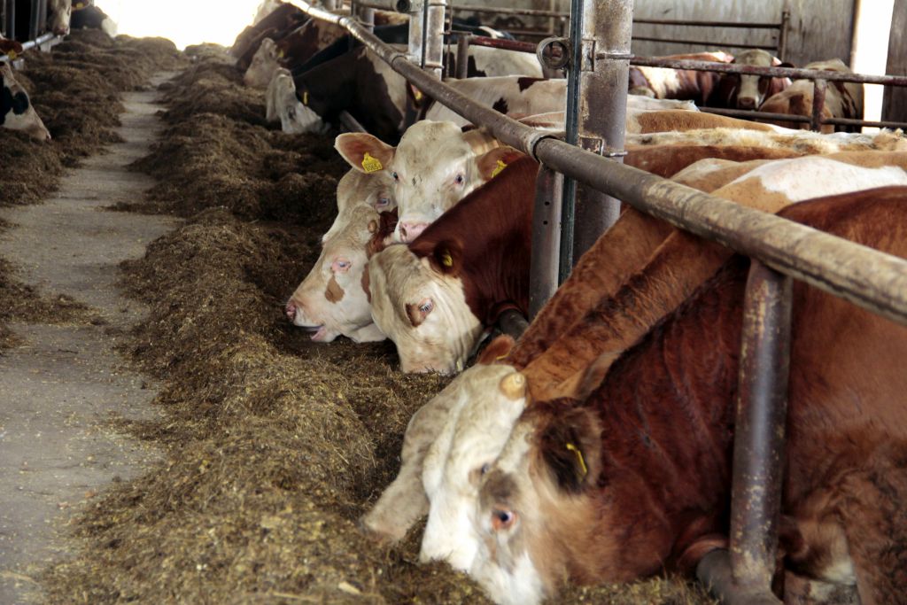 ceny bydła rzeźnego, mięso wołowe, wołowina, spadek cen, zakup bydła rzeźnego