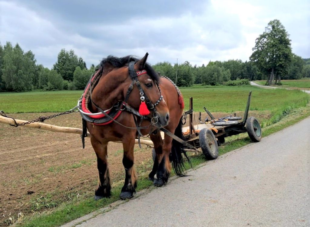woźnica, wóz konny, koń, pijany woźnica