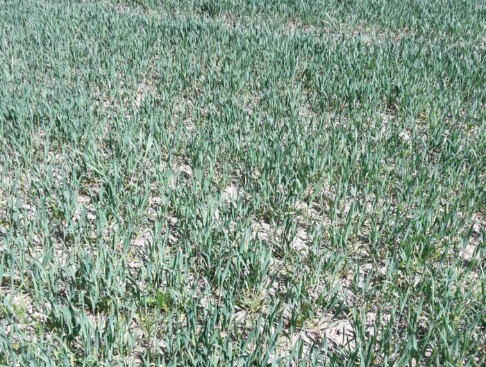 raport gus, przezimowanie upraw, oziminy, straty, uprawa