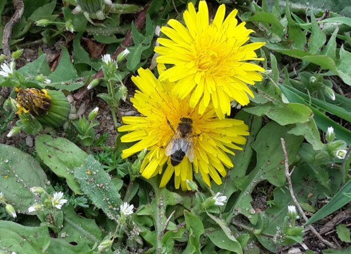 wnioski, pomoc, pszczelarze, pomoc dla pszczelarzy