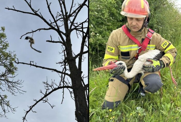 akcja ratunkowa, bocian, ratowanie bociana, drzewo