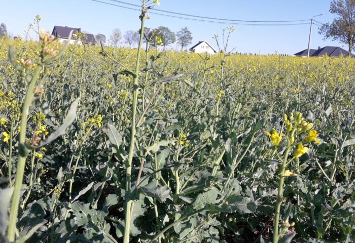 zboża, rzepak, kukurydza, przymrozki