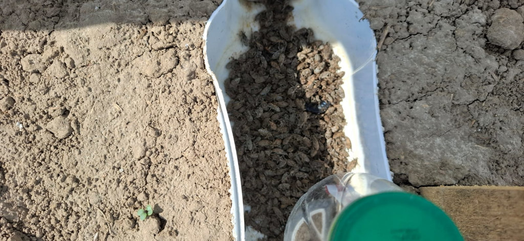 szarek komośnik, pułapka feromonowa