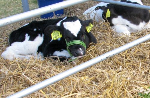 wilki, atak wilków, zagryzione cielaki, straty