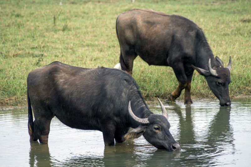 pryszczyca, bydło mleczne, bydło mięsne, trzoda chlewna, owce, kozy, toot and mouth disease, FMD, Aphtovirus