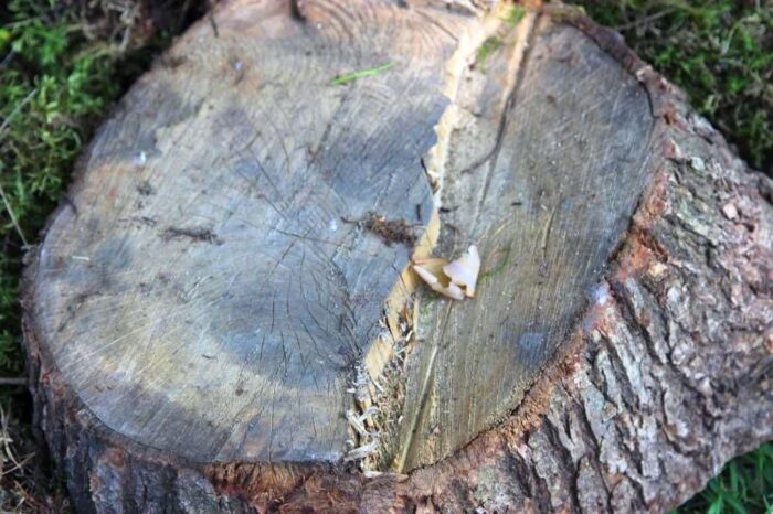 przepisy, nowelizacja ustawy, ustawa o ochronie przyrody, wycinka drzewa