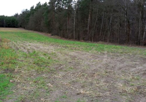 projekt rozporządzenia, inwestycje leśne, inwestycje zadrzewieniowe, zasady pomocy