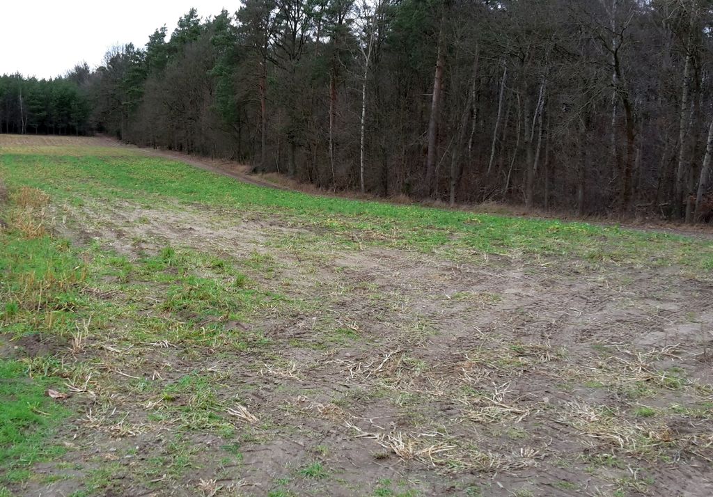 projekt rozporządzenia, inwestycje leśne, inwestycje zadrzewieniowe, zasady pomocy