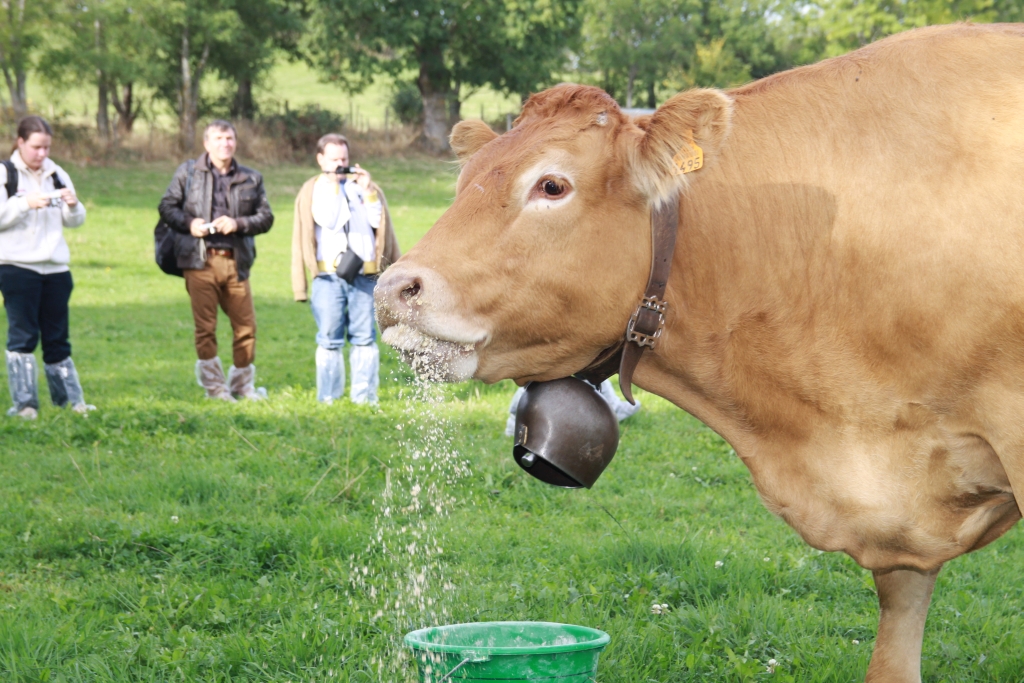 Polskie Zrzeszenie Producentów Bydła Mięsnego, Polska Platforma Zrównoważonej Wołowiny, COPA COGECA, WRP, rolnictwo, KE