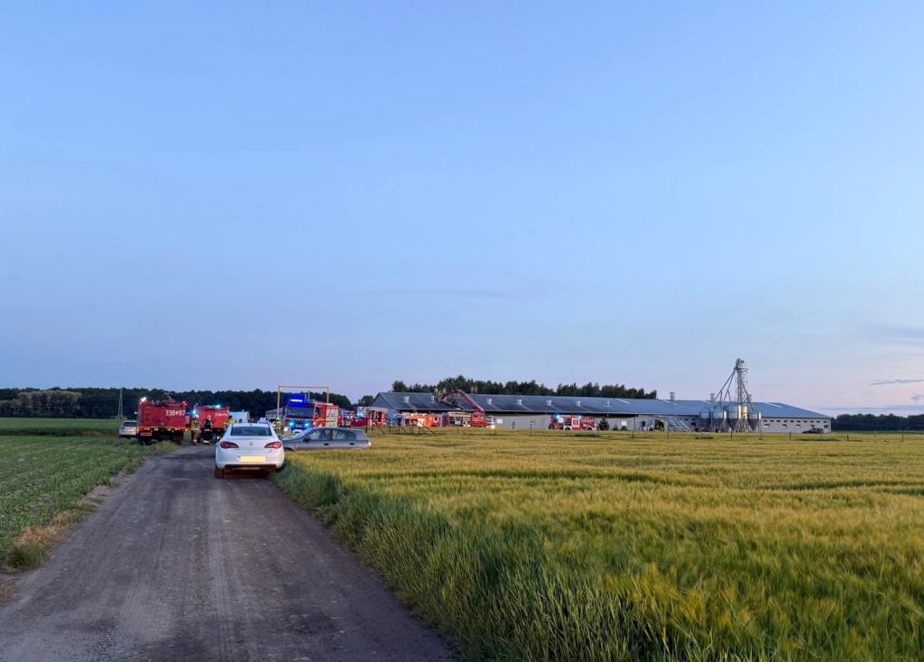 pożar, budynek inwentarski, chlewnia, prosięta