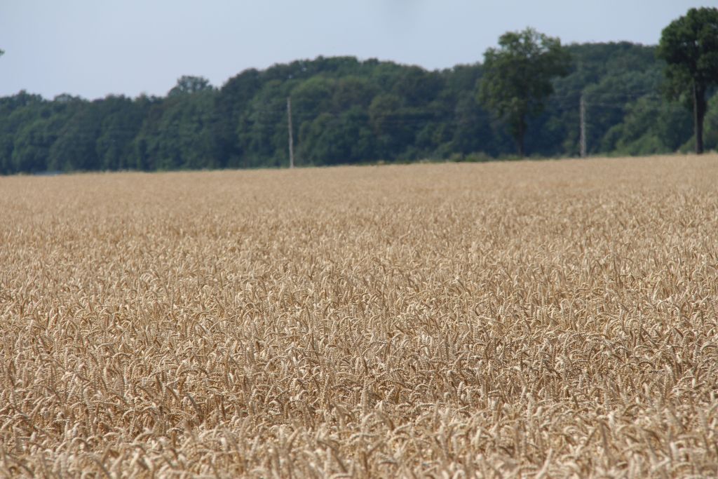 kowr, dzierżawa gruntów, sprzedaż gruntów, ceny gruntów