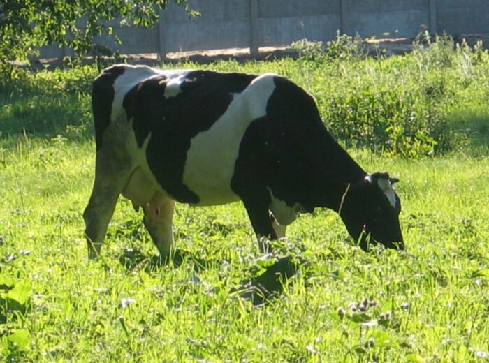 krir, mrirw, resort rolnictwa, dobrostan zwierząt