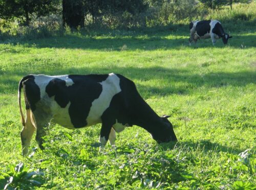 rada ministrów, ps wpr, zmiana ps wpr, dopłaty