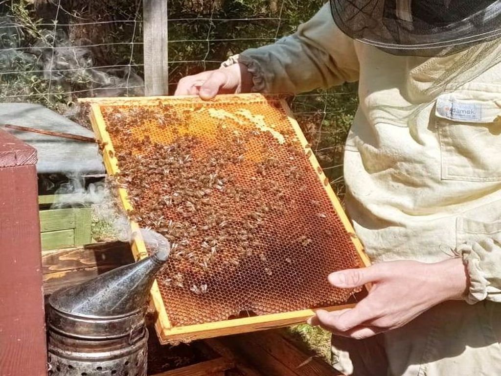 arimr, interwencje, pomoc dla pszczelarzy, pszczelarstwo