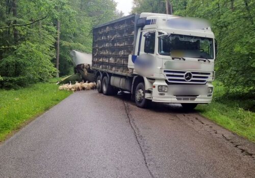zdarzenie drogowe, ciężarówka, drób, indyki