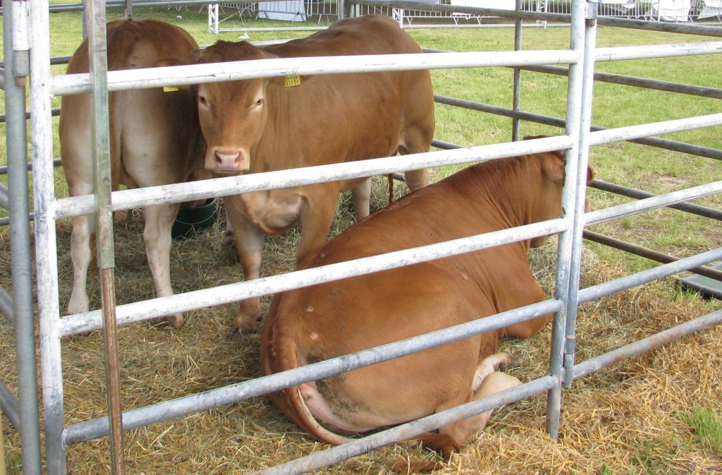 pzhipbm, zarzecki, wołowina, produkcja wołowiny