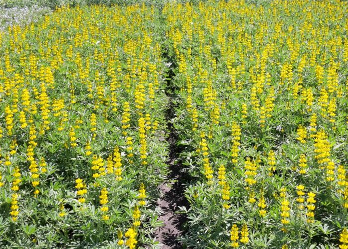 ip, piorin, integrowana produkcja roślin, system