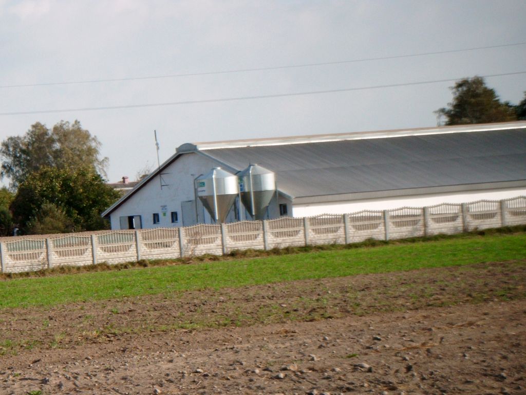 afrykański pomór świń, asf, wirus, inwestycje, wsparcie, pomoc, nabór, wnioski, arimr