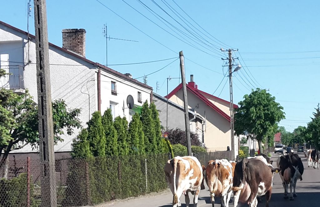 nfośigw, czyste powietrze, oszustwo, dofinansowanie
