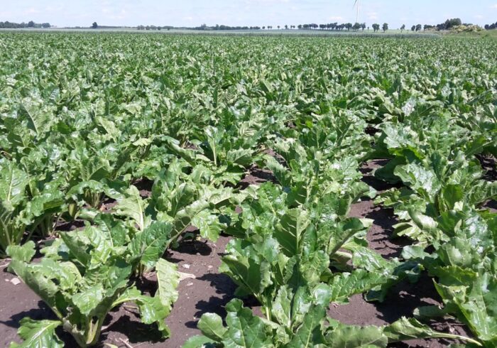 uprawa buraka, buraki cukrowe, ochrona buraka, szarek komośnik