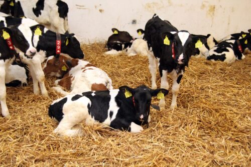 Hoduj z Głową Bydło, bydło mleczne, bydło mięsne, opasy, cielęta, krowy, hodowcy bydła