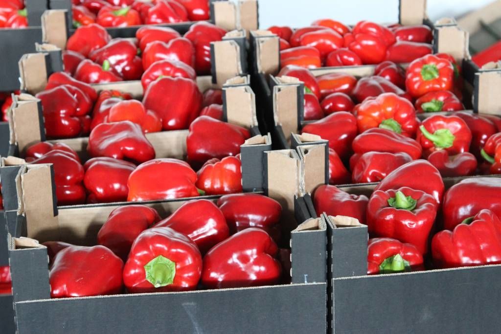 arimr, nabór, wnioski, organizacje producentów rolnych, warzywa, owoce