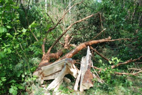 prace leśne, konar, drzewo, przygniecenie, śmierć mężczyzny