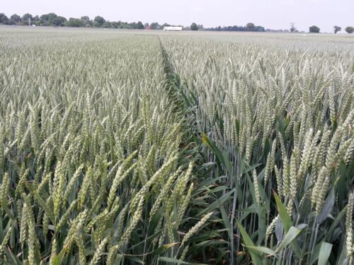 gus, ceny skupu, produkty rolne, płody rolne