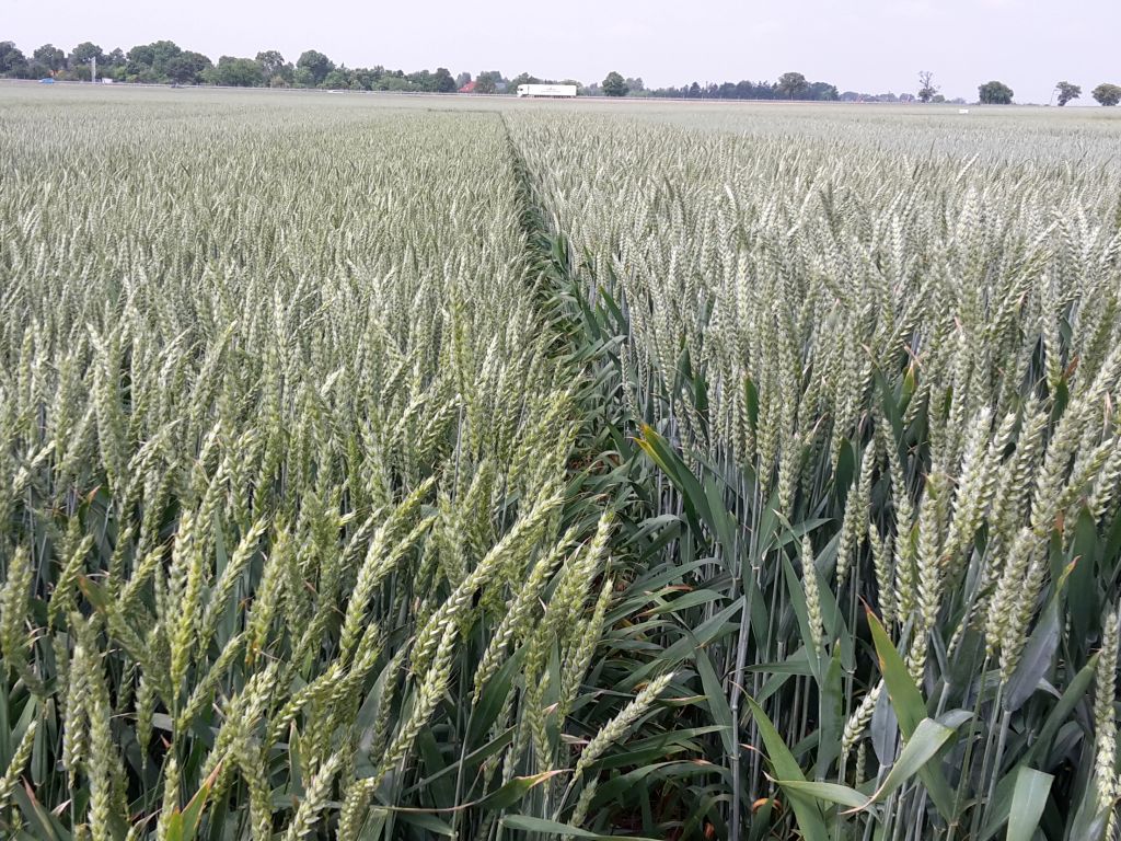 gus, ceny skupu, produkty rolne, płody rolne