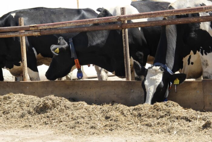 stres cieplny, żywienie krów, bydło mleczne, selen, upały, woda, TMR, witamina C, witamina D,  włókno, Dolfos