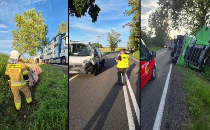 zderzenie, ciężarówka, auto, świnie