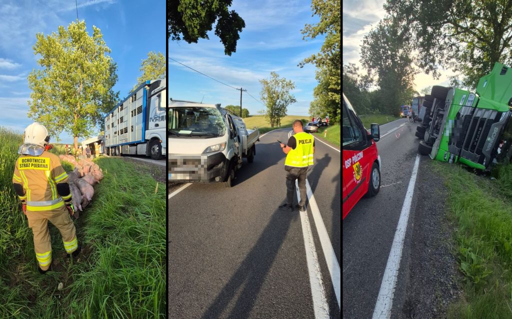 zderzenie, ciężarówka, auto, świnie