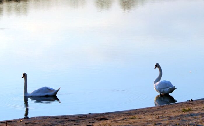 rdoś w bydgoszczy, rdoś, szkody w uprawach, dzikie ptaki