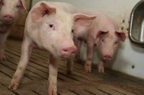 Oddajemy głos hodowcom, Hoduj z Głową Świnie, ceny świń, tuczniki, opłacalność, rynek świń, trzoda chlewna, opłacalność