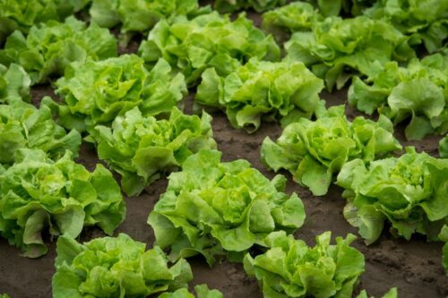 nowalijki, warzywa, Uprawa warzyw w szklarni, katarzyna kowalczyk, sggw