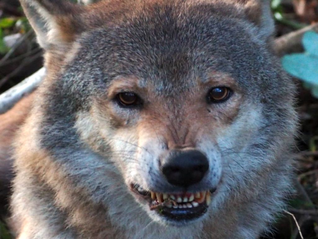 wilki, ataki wilków, ochrona wilków, populacja wilków