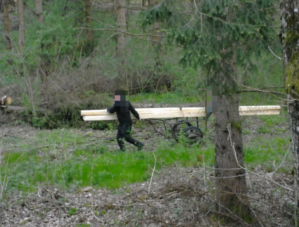 las państwowy, kradzież drewna, monitoring, grobla