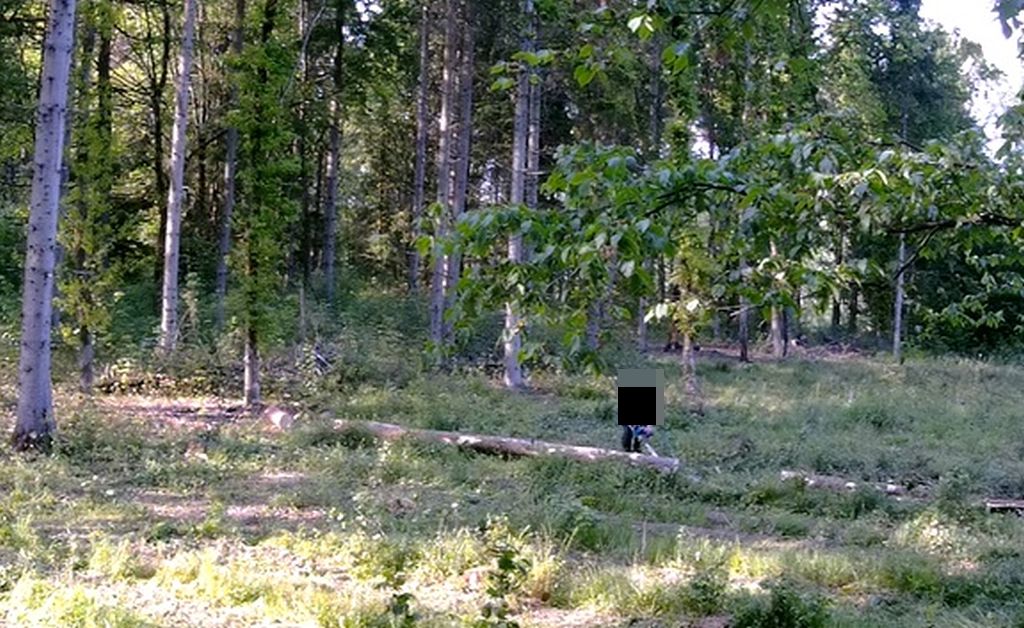 las państwowy, kradzież drewna, monitoring, grobla