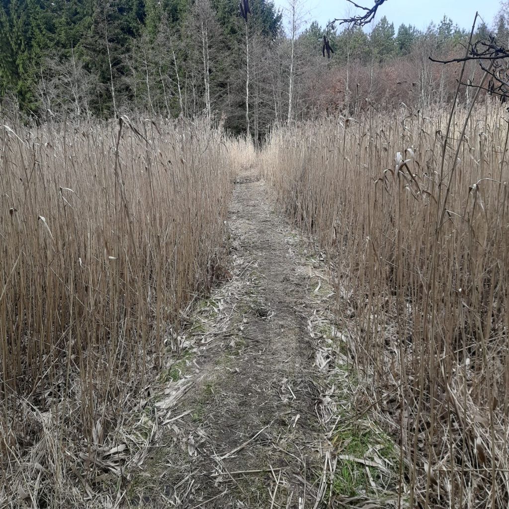las państwowy, kradzież drewna, monitoring, grobla
