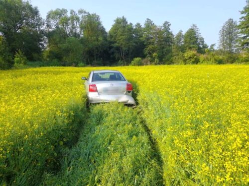 uprawa rzepaku, zniszczona uprawa, pole, pijany kierowca