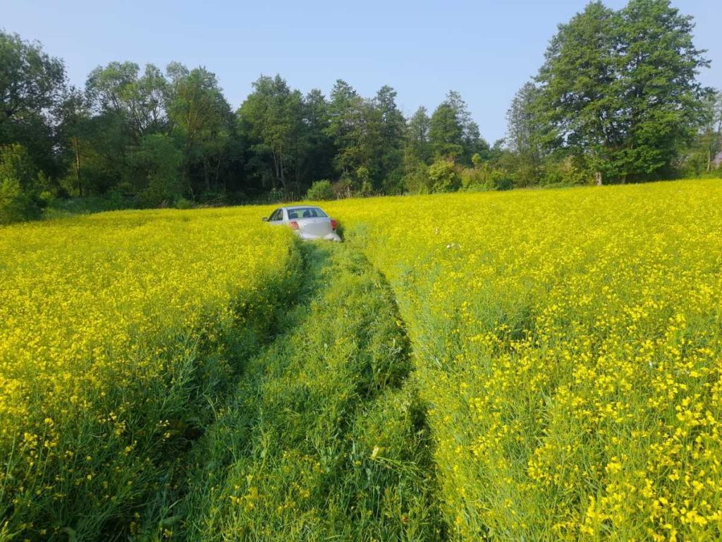 uprawa rzepaku, zniszczona uprawa, pole, pijany kierowca