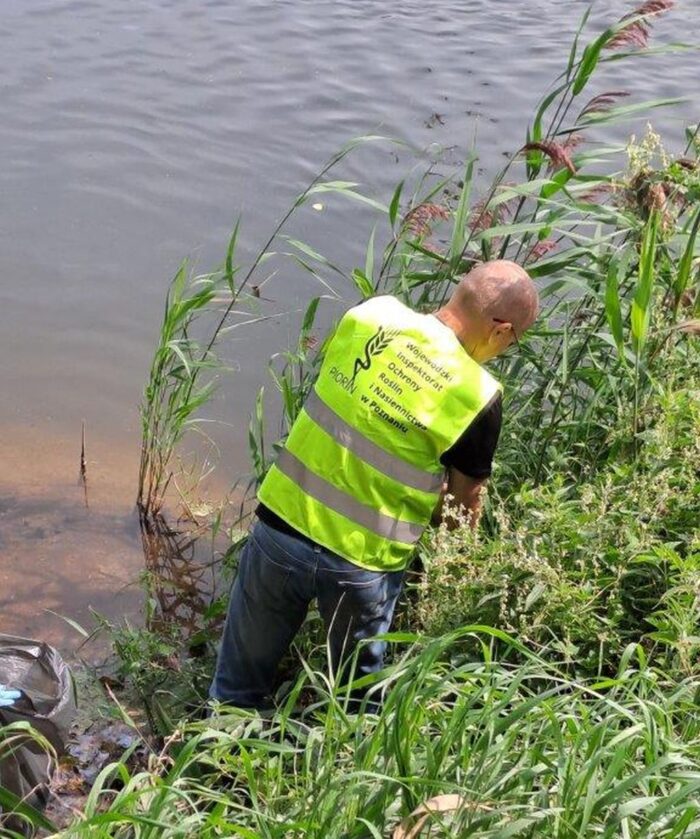 wiorin poznań, bakteria, rzeka, ziemniaki, śluzak