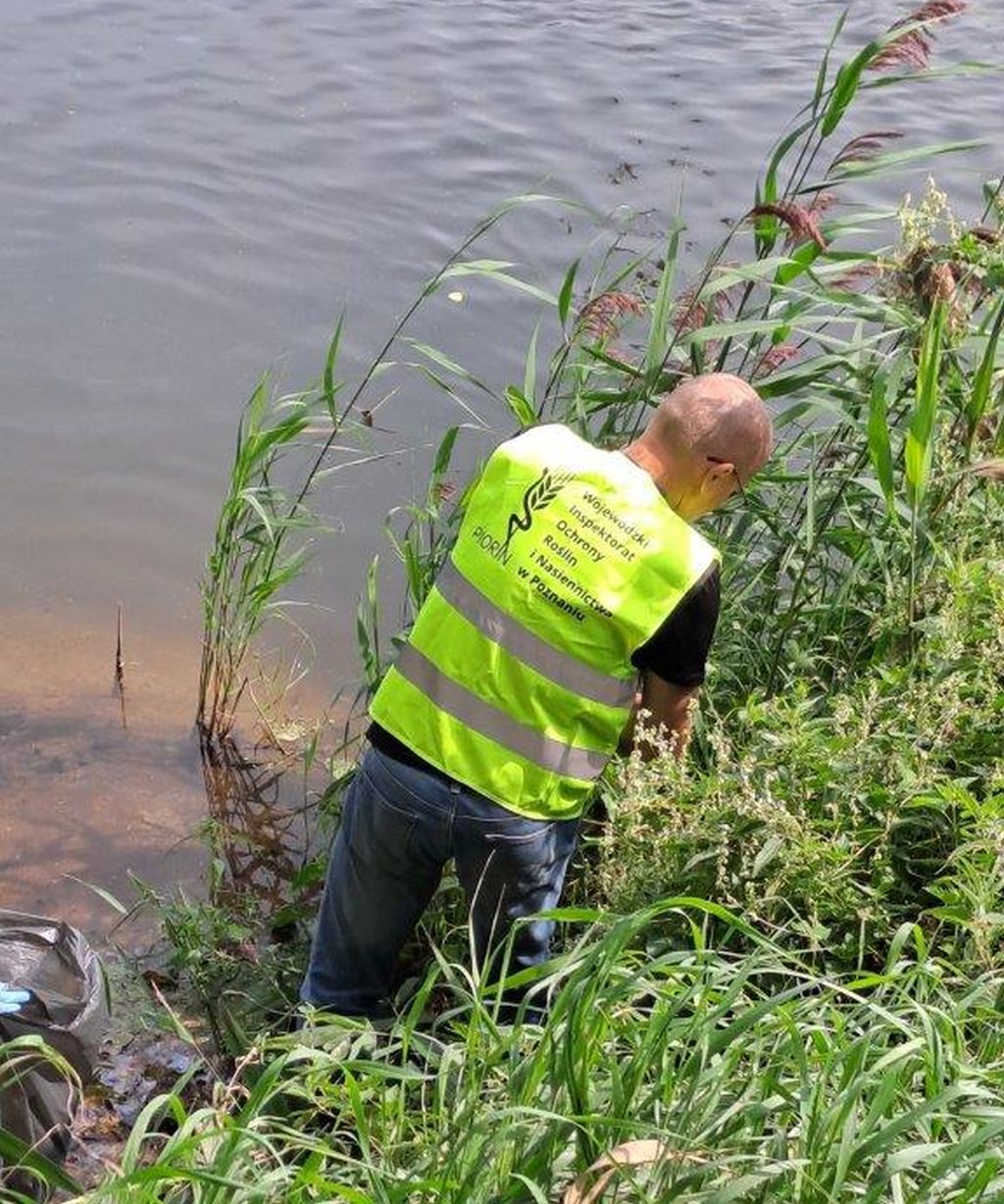 wiorin poznań, bakteria, rzeka, ziemniaki, śluzak