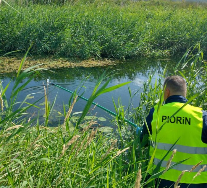 piorin, bakteria, ralstonia solanacearum, uprawa