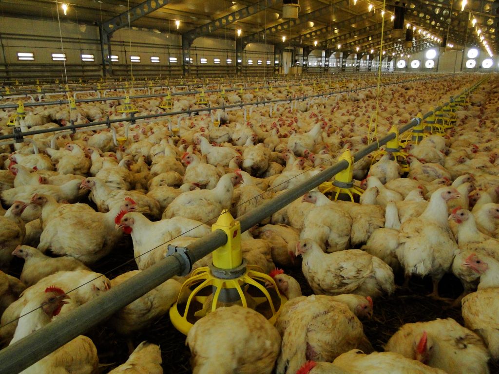 Rzekomy pomór drobiu, ND, Newcastle Disease, drób, Avian Paramyxovirus serotype 1, drób domowy, kury rzeźne