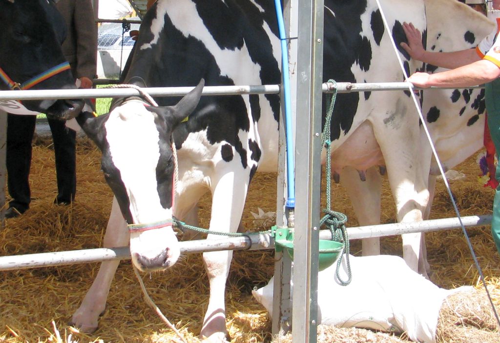 mrirw, usługi weterynaryjne, lekarze weterynarii, dostęp do weterynarzy