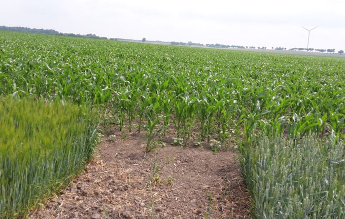 arimr, wnioski, dopłaty bezpośrednie, monitoring upraw