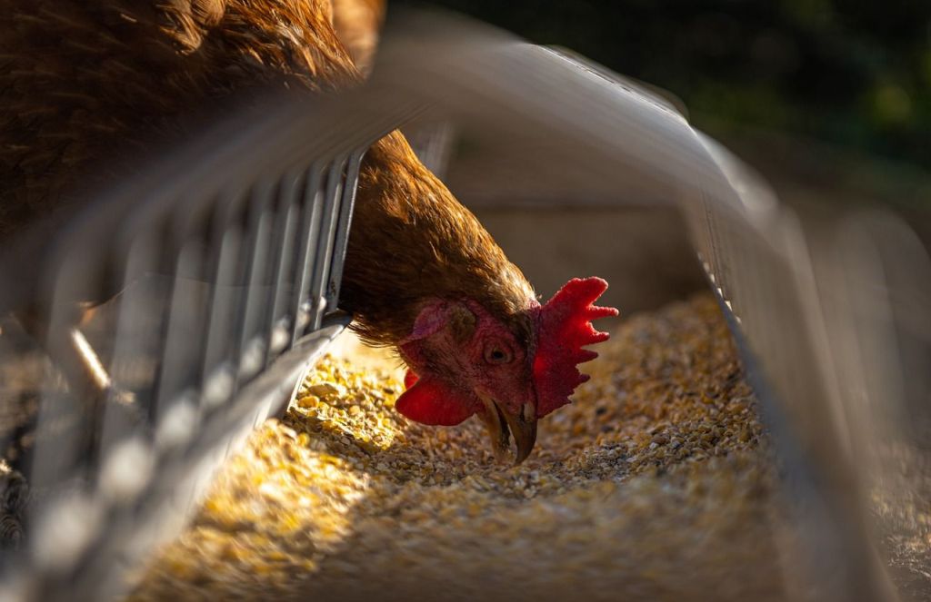 Rzekomy pomór drobiu, ND, Newcastle Disease, drób, Avian Paramyxovirus serotype 1, drób domowy, kury rzeźne