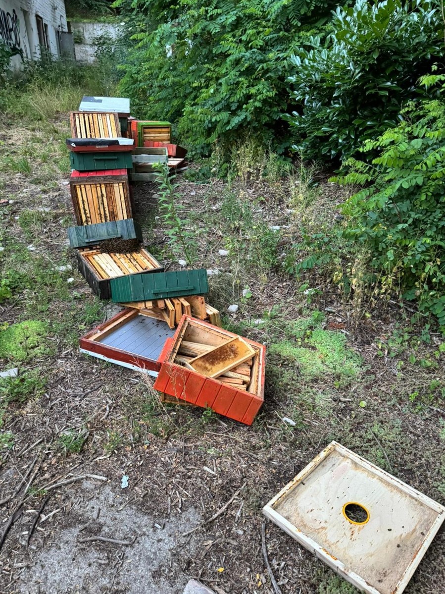 zniszczone ule, wandalizm, nastolatki, chłopcy